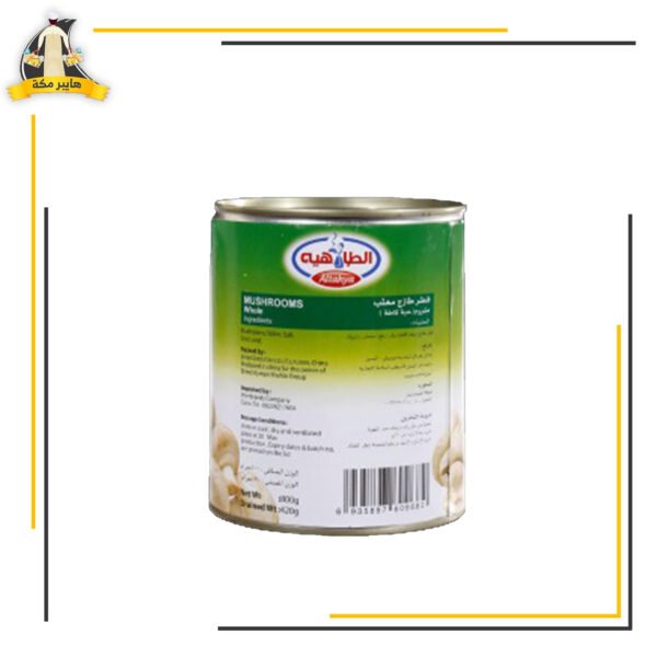 مشروم الطاهية كبير